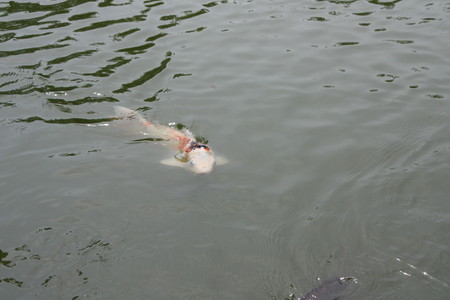 f:id:subetesuki08:20080607133540j:image