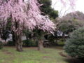 東京国立博物館庭園の桜