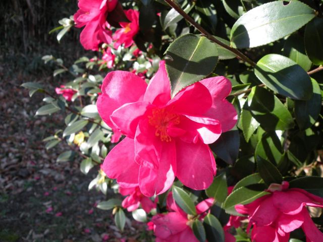 f:id:subetesukiy:20081226103234j:image:w450 f:id:subetesukiy:20081226103234j:image:w450