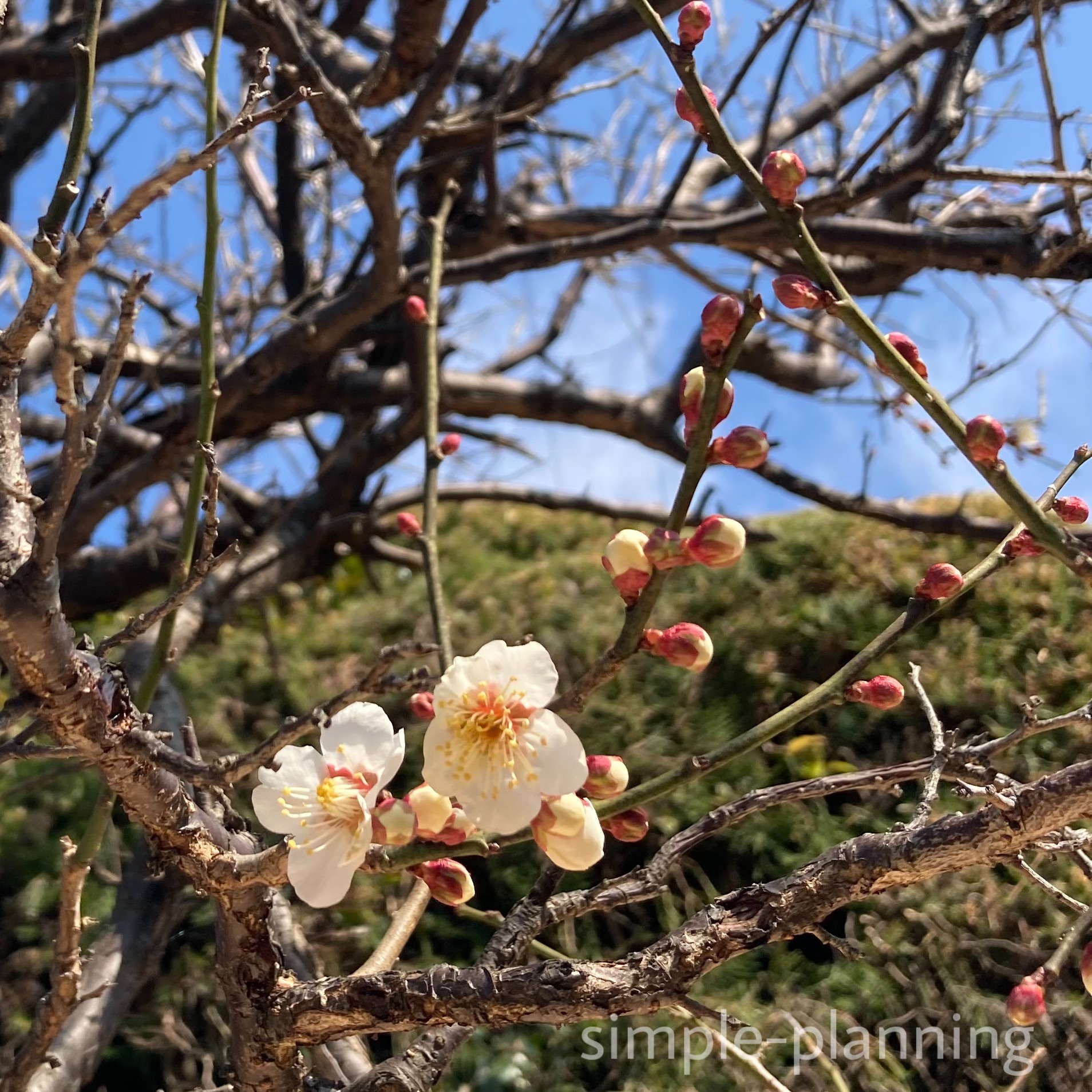 f:id:subeteyoshi:20220221155818j:plain