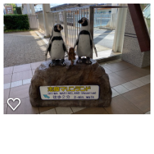 オオサンショウウオに会える 水族館 志摩マリンランド 21年3月末営業休止予定 前編 さぶろぐ オオサンショウウオに会える 水族館 志摩マリンランド 21年3月末営業休止予定 前編 さぶろぐ