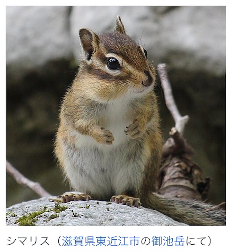 f:id:suburikuroinu:20250325233810j:image