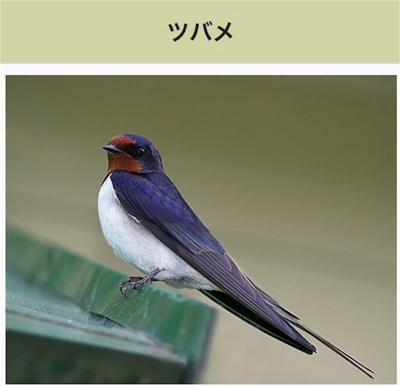 f:id:suburikuroinu:20260918234345j:image f:id:suburikuroinu:20260918234345j:image