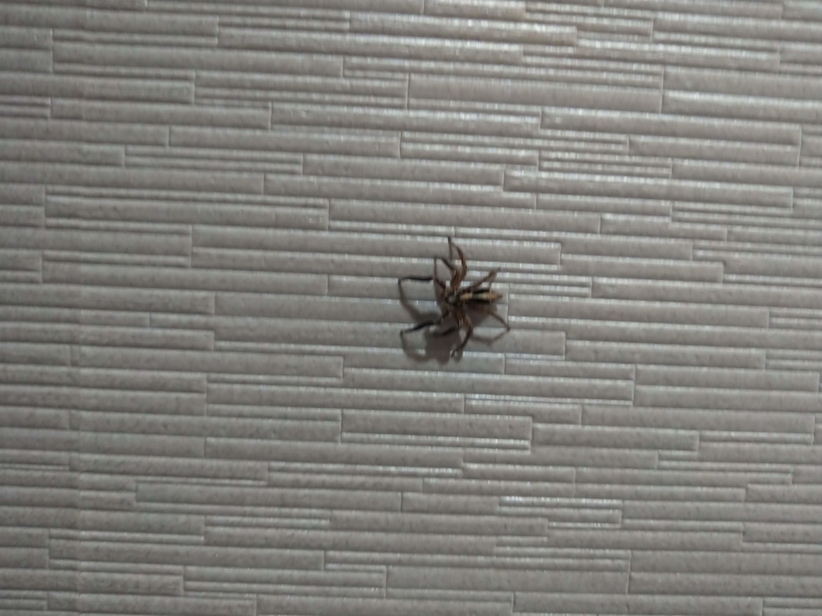 ハエトリグモが大きくなる季節です スコ丸ブログ
