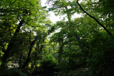 f:id:sucre_noir:20130804221202j:image:w360