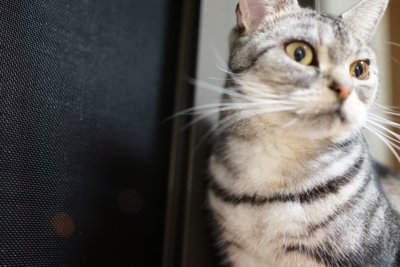 f:id:sucre_noir:20130925232302j:image:w360