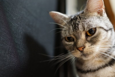 f:id:sucre_noir:20130925232303j:image:w360