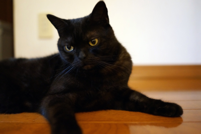 f:id:sucre_noir:20130926181508j:image:w360