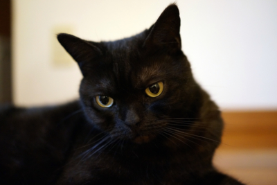 f:id:sucre_noir:20130926181509j:image:w360
