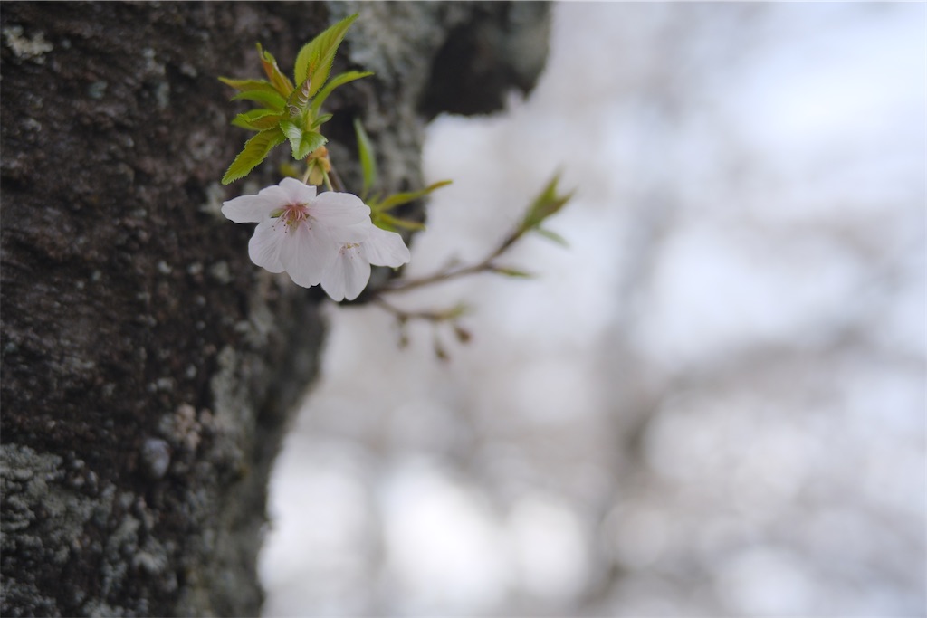 f:id:sudehi:20250412184835j:image