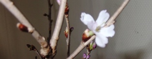 f:id:suehiro_b:20170323111310j:image:w360 f:id:suehiro_b:20170323111310j:image:w360