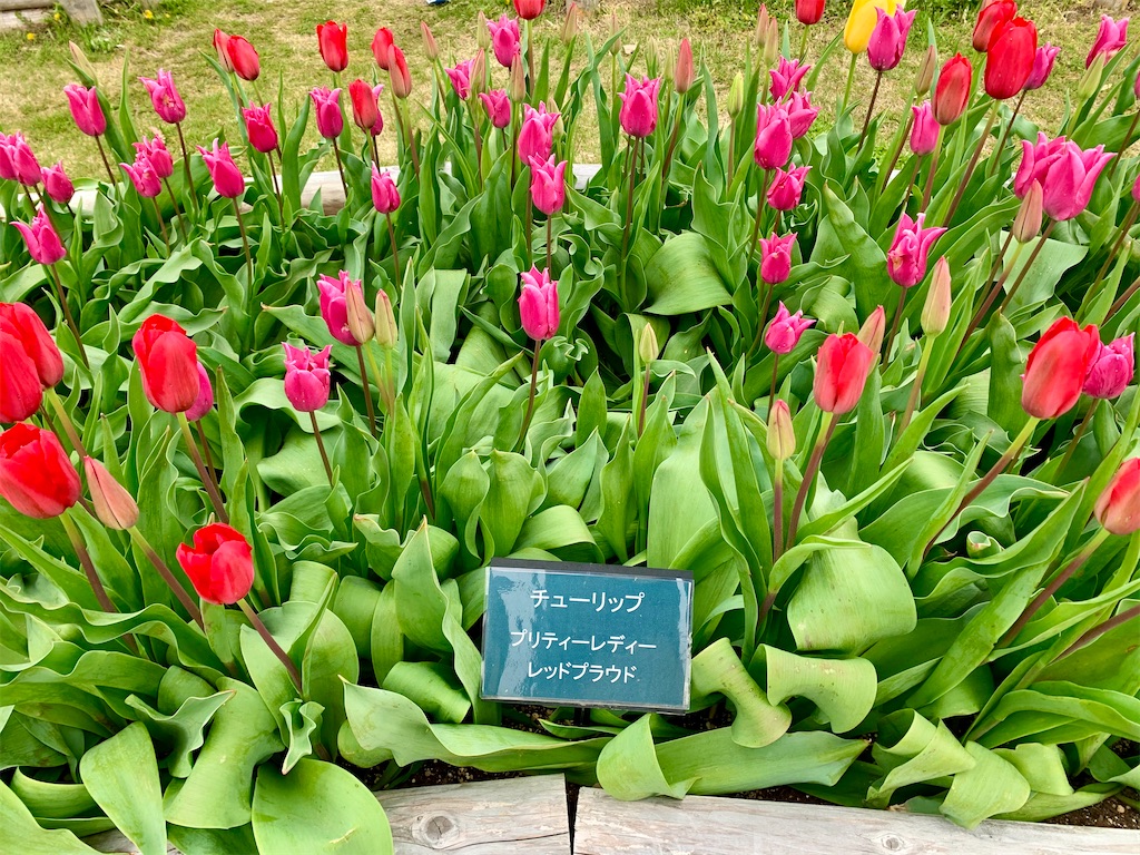 f:id:suenuko:20210425142107j:image