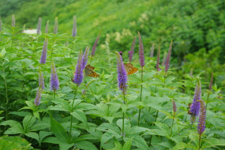 f:id:suesawa:20120723111416j:image