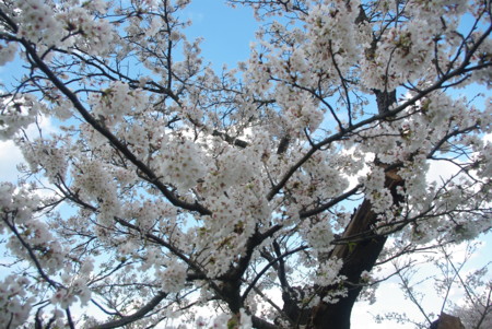f:id:suesawa:20140406165551j:image:w360
