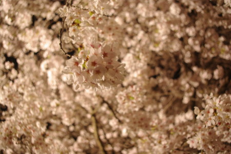 f:id:suesawa:20140406193731j:image:w360
