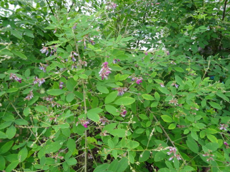 f:id:sugama-stop:20140704092834j:image:w640:right