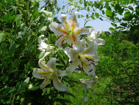 f:id:sugama-stop:20140722101724j:image:w640:right