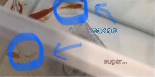f:id:sugar0222:20240720142250j:image