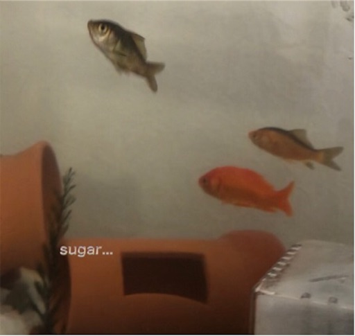 f:id:sugar0222:20240720142341j:image