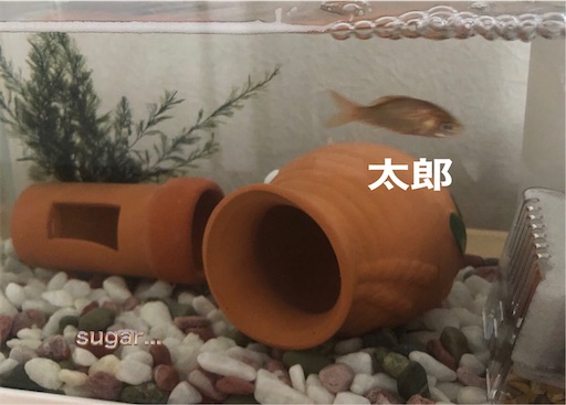 f:id:sugar0222:20240720142404j:image