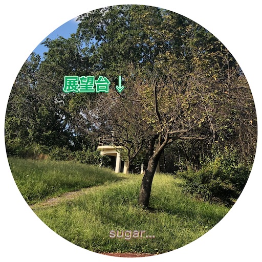 f:id:sugar0222:20241013224203j:image