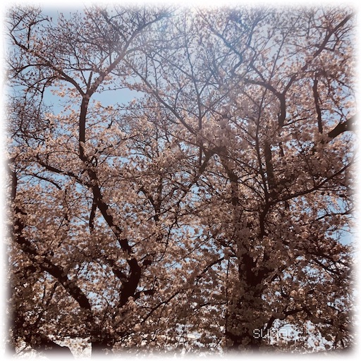 f:id:sugar0222:20250406152410j:image
