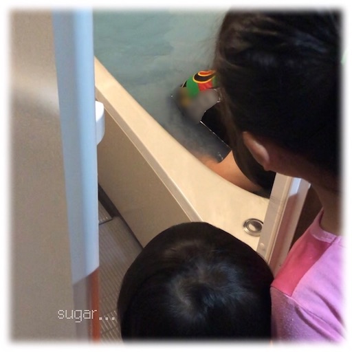 f:id:sugar0222:20250520132937j:image