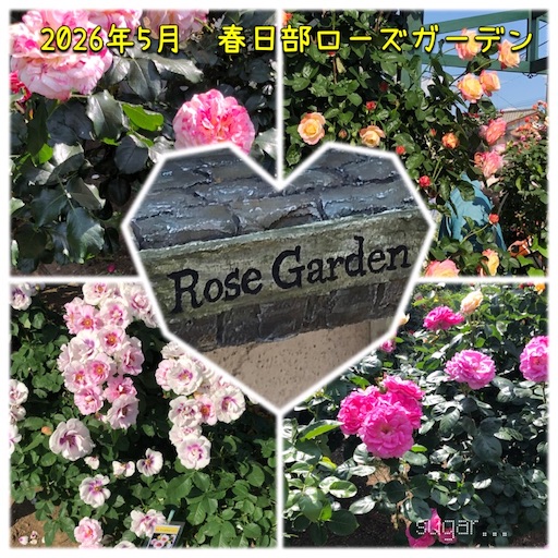 f:id:sugar0222:20260515145729j:image