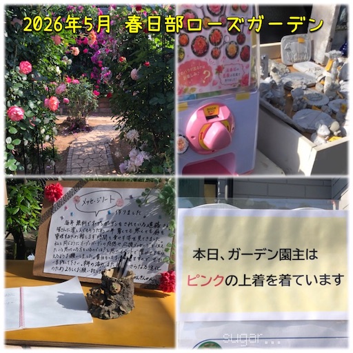 f:id:sugar0222:20260515145804j:image