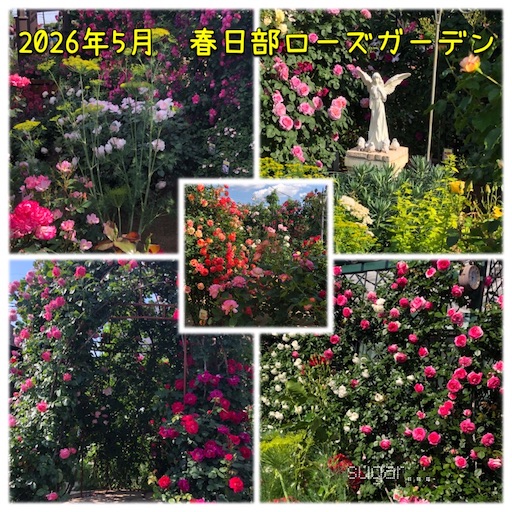 f:id:sugar0222:20260515150227j:image