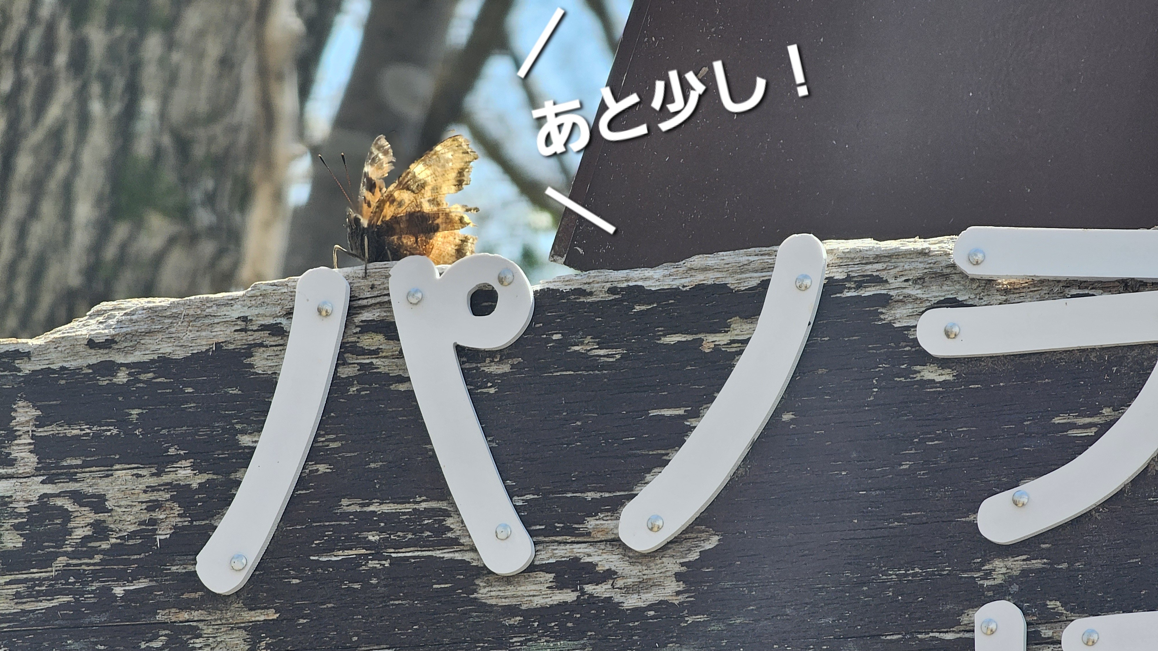 f:id:sugaranddew:20240401071403j:image f:id:sugaranddew:20240401071403j:image