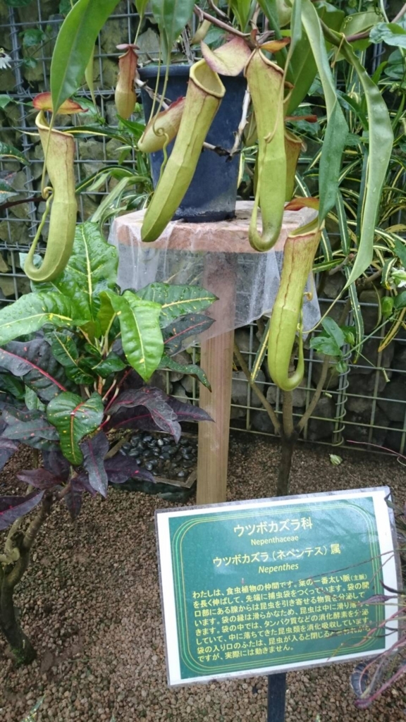 f:id:sugarbloom:20160920201250j:plain f:id:sugarbloom:20160920201250j:plain