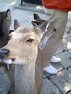 f:id:sugaree2005:20061230121728j:image:w200