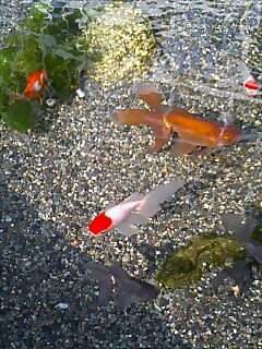 f:id:sugaree2005:20070805153717j:image:w200