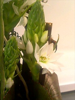 f:id:sugaree2005:20080306123055j:image:w200