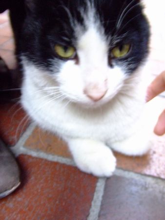 銀座のねこ5