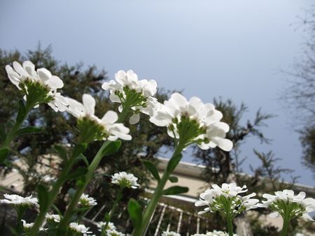 f:id:sugaree2005:20080415142149j:image f:id:sugaree2005:20080415142149j:image