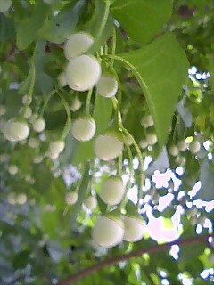 f:id:sugaree2005:20080620140659j:image:w200
