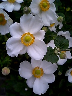 f:id:sugaree2005:20081005145531j:image:w200