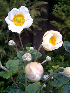 f:id:sugaree2005:20081005145602j:image:w200