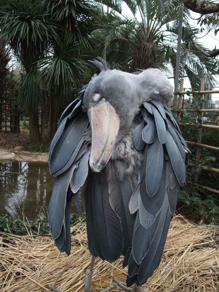 上野動物園にて － ハシビロコウ