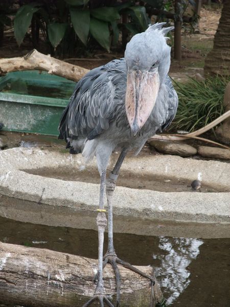 上野動物園にて － ハシビロコウ