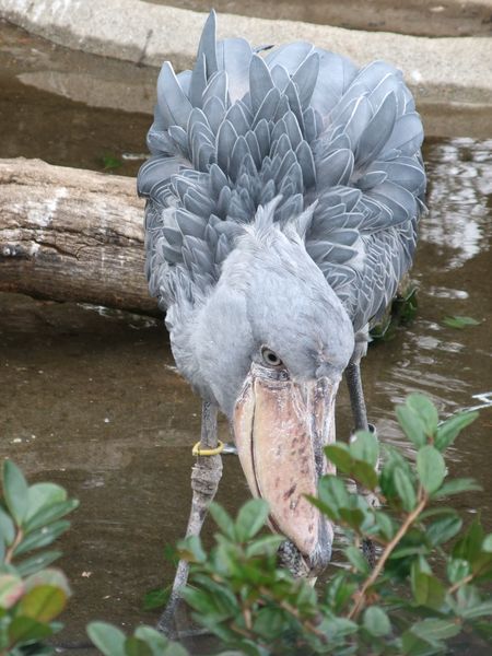 上野動物園にて － ハシビロコウ