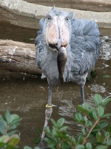 上野動物園にて － ハシビロコウ