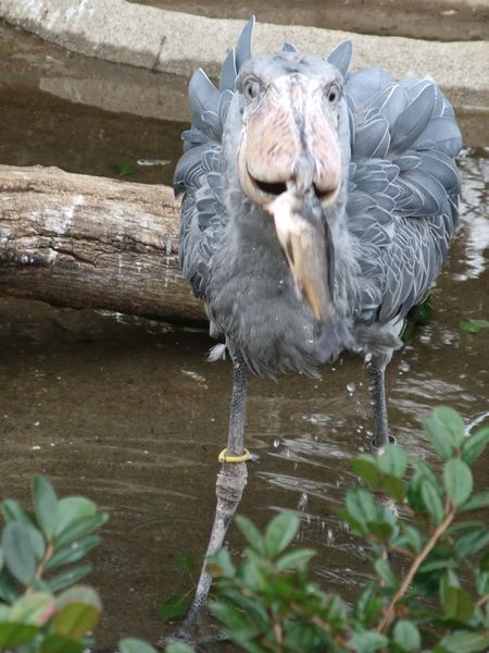 上野動物園にて － ハシビロコウ