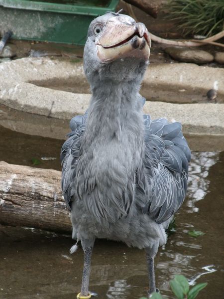 上野動物園にて － ハシビロコウ