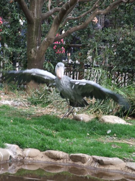 上野動物園にて － ハシビロコウ