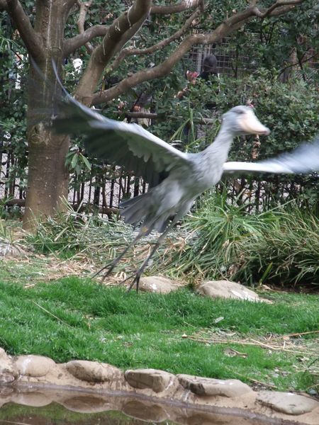 上野動物園にて － ハシビロコウ