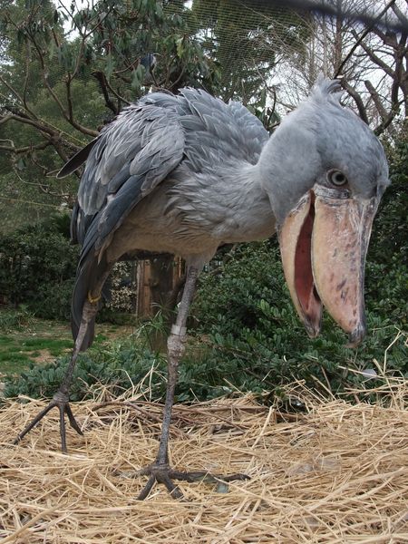 上野動物園にて － ハシビロコウ