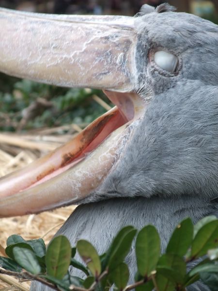 上野動物園にて － ハシビロコウ